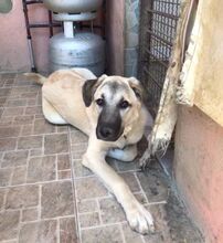 BELLA, Hund, Mischlingshund in Türkei - Bild 3