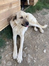 BELLA, Hund, Mischlingshund in Türkei - Bild 5
