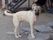 BELLA, Hund, Mischlingshund in Türkei - Bild 7