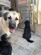 BELLA, Hund, Mischlingshund in Türkei - Bild 9
