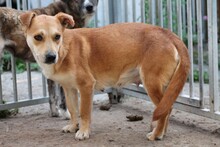 JINJE, Hund, Mischlingshund in Rumänien - Bild 2