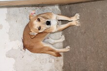 JINJE, Hund, Mischlingshund in Rumänien - Bild 3