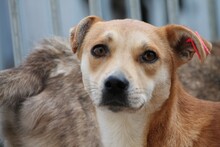 JINJE, Hund, Mischlingshund in Rumänien - Bild 4