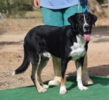IAN, Hund, Mischlingshund in Spanien - Bild 1