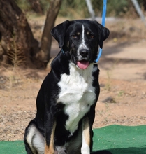 IAN, Hund, Mischlingshund in Spanien - Bild 3