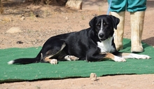 IAN, Hund, Mischlingshund in Spanien - Bild 6