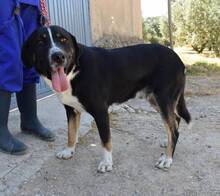 IAN, Hund, Mischlingshund in Spanien - Bild 7