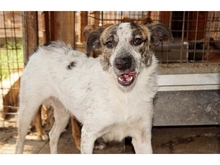 KEIKO, Hund, Mischlingshund in Rumänien - Bild 1