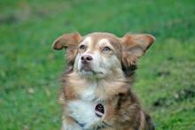 SUSYLEE, Hund, Mischlingshund in Wuppertal - Bild 10