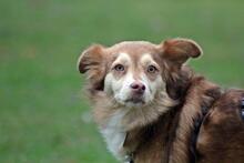 SUSYLEE, Hund, Mischlingshund in Wuppertal - Bild 3