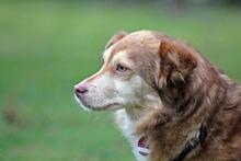 SUSYLEE, Hund, Mischlingshund in Wuppertal - Bild 6