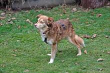 SUSYLEE, Hund, Mischlingshund in Wuppertal - Bild 8
