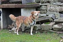 SUSYLEE, Hund, Mischlingshund in Wuppertal - Bild 9
