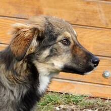 HASCO, Hund, Mischlingshund in Rumänien - Bild 1