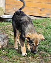 HASCO, Hund, Mischlingshund in Rumänien - Bild 2