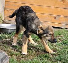 HASCO, Hund, Mischlingshund in Rumänien - Bild 3