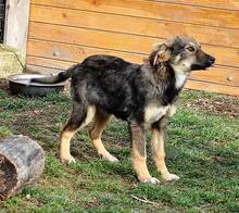 HASCO, Hund, Mischlingshund in Rumänien - Bild 4