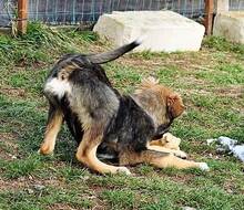 HASCO, Hund, Mischlingshund in Rumänien - Bild 5