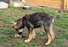 HASCO, Hund, Mischlingshund in Rumänien - Bild 6