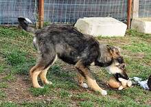 HASCO, Hund, Mischlingshund in Rumänien - Bild 7