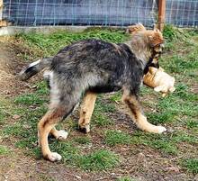 HASCO, Hund, Mischlingshund in Rumänien - Bild 8