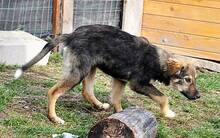 HASCO, Hund, Mischlingshund in Rumänien - Bild 9