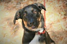 JACKSON, Hund, Mischlingshund in Spanien - Bild 1