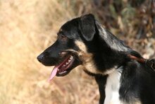 JACKSON, Hund, Mischlingshund in Spanien - Bild 2