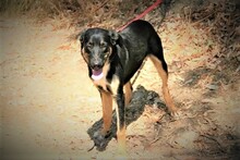 JACKSON, Hund, Mischlingshund in Spanien - Bild 4