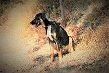 JACKSON, Hund, Mischlingshund in Spanien - Bild 5