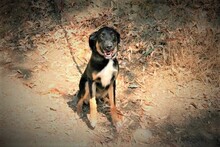 JACKSON, Hund, Mischlingshund in Spanien - Bild 6