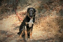 JACKSON, Hund, Mischlingshund in Spanien - Bild 7