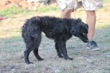MO, Hund, Mudi-Shelpie-Mix in Rumänien - Bild 2