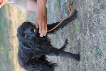 MO, Hund, Mudi-Shelpie-Mix in Rumänien - Bild 4