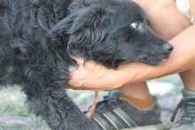 MO, Hund, Mudi-Shelpie-Mix in Rumänien - Bild 5