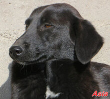 ASIA, Hund, Mischlingshund in Scheidegg - Bild 1