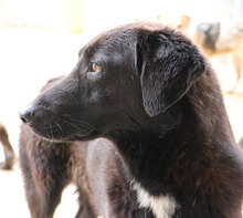 ASIA, Hund, Mischlingshund in Scheidegg - Bild 5