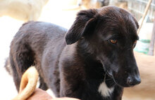 ASIA, Hund, Mischlingshund in Scheidegg - Bild 6