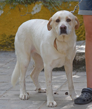 LINDA, Hund, Herdenschutzhund-Mix in Spanien - Bild 3