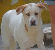 LINDA, Hund, Herdenschutzhund-Mix in Spanien - Bild 4