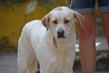LINDA, Hund, Herdenschutzhund-Mix in Spanien - Bild 5