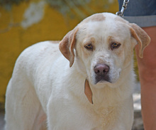 LINDA, Hund, Herdenschutzhund-Mix in Spanien - Bild 7