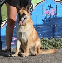 LEONA, Hund, Mischlingshund in Spanien - Bild 4