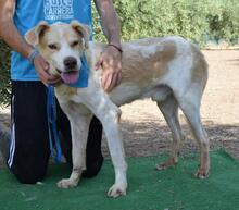 SANPEDRO, Hund, Mischlingshund in Spanien - Bild 1