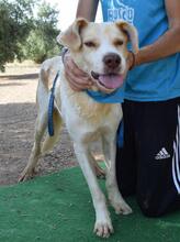 SANPEDRO, Hund, Mischlingshund in Spanien - Bild 2