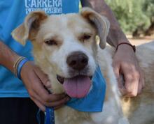 SANPEDRO, Hund, Mischlingshund in Spanien - Bild 3