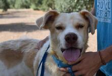 SANPEDRO, Hund, Mischlingshund in Spanien - Bild 4