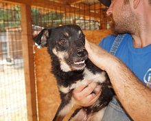 SURAMI, Hund, Mischlingshund in Rumänien - Bild 10