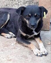 SURAMI, Hund, Mischlingshund in Rumänien - Bild 2