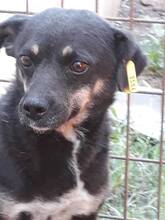 SURAMI, Hund, Mischlingshund in Rumänien - Bild 3
